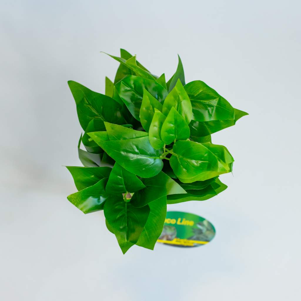 Lucky Reptile Golden Pothos auf Steinsockel